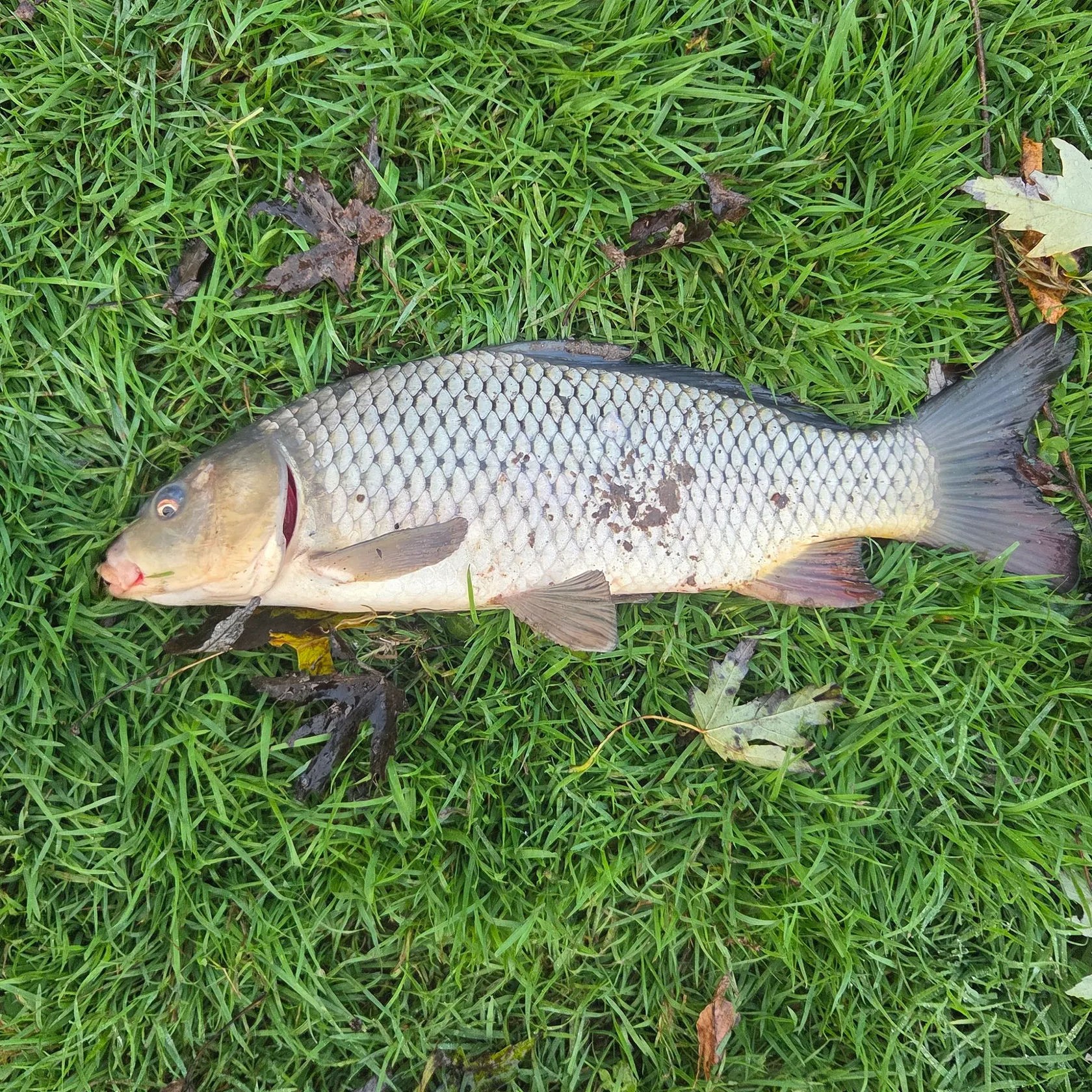 Common carp caught on Fishbrain