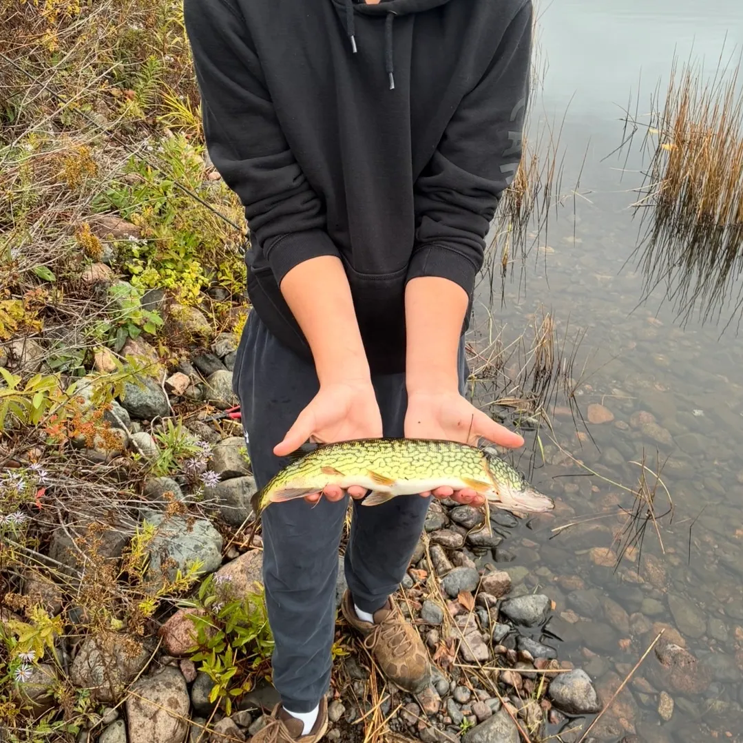 Chain pickerel caught on Fishbrain