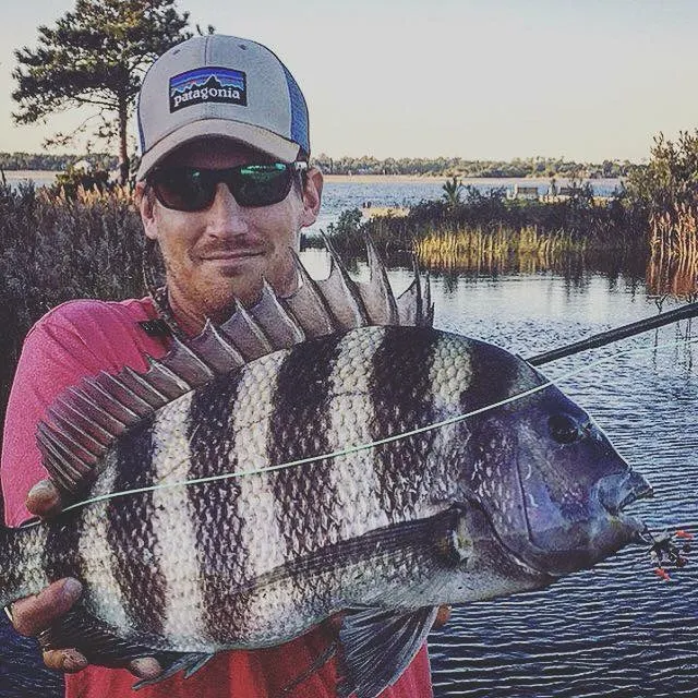 Sheepshead caught on Fishbrain
