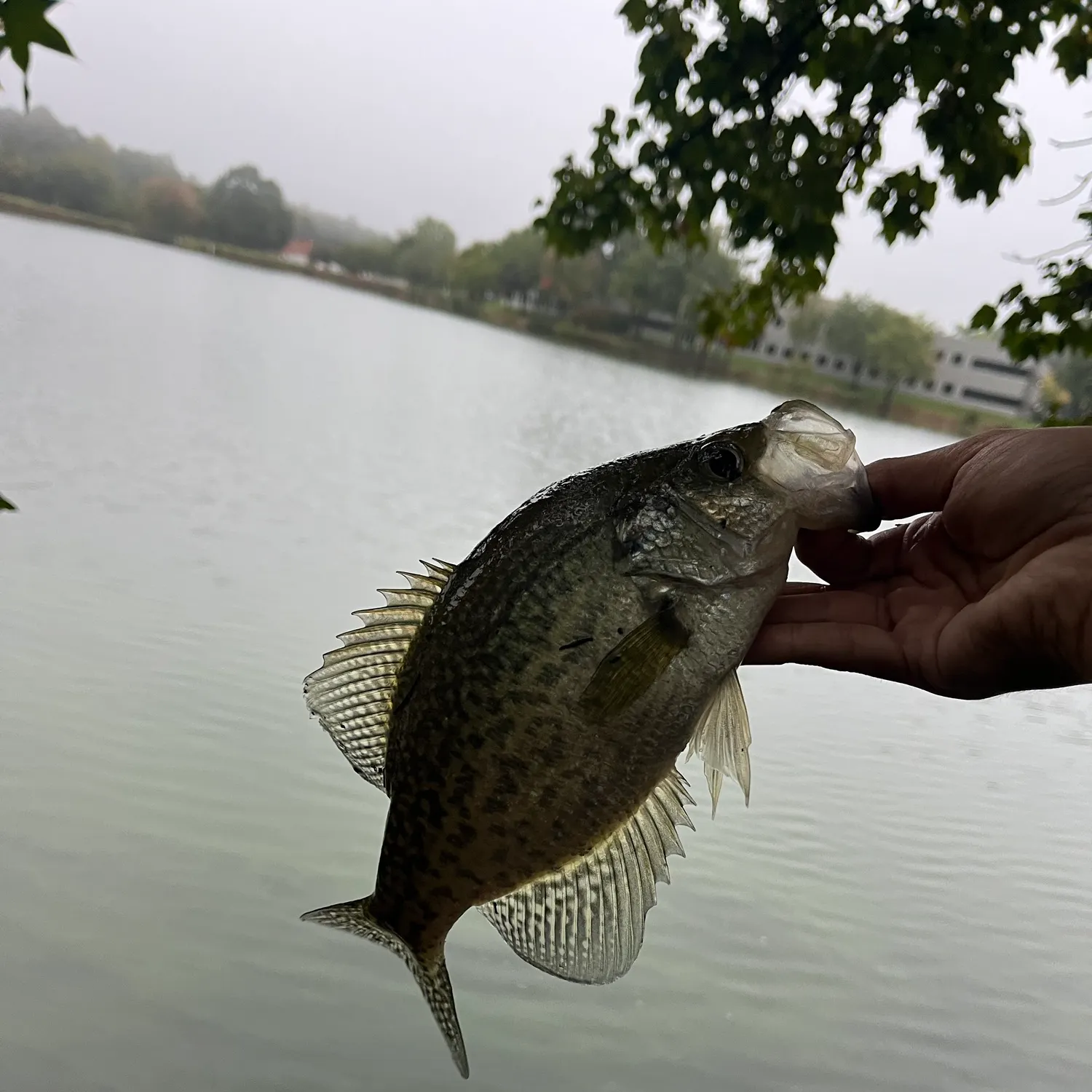 Black crappie caught on Fishbrain