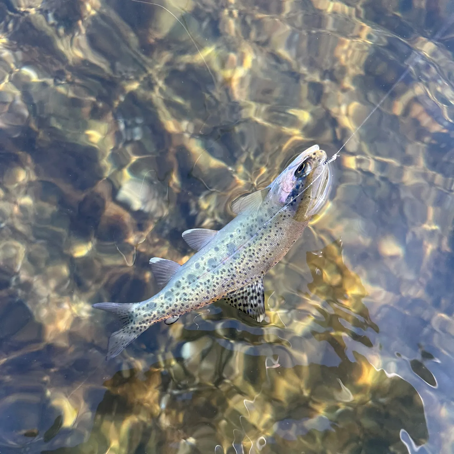 The most recent Rainbow trout catches on Fishbrain
