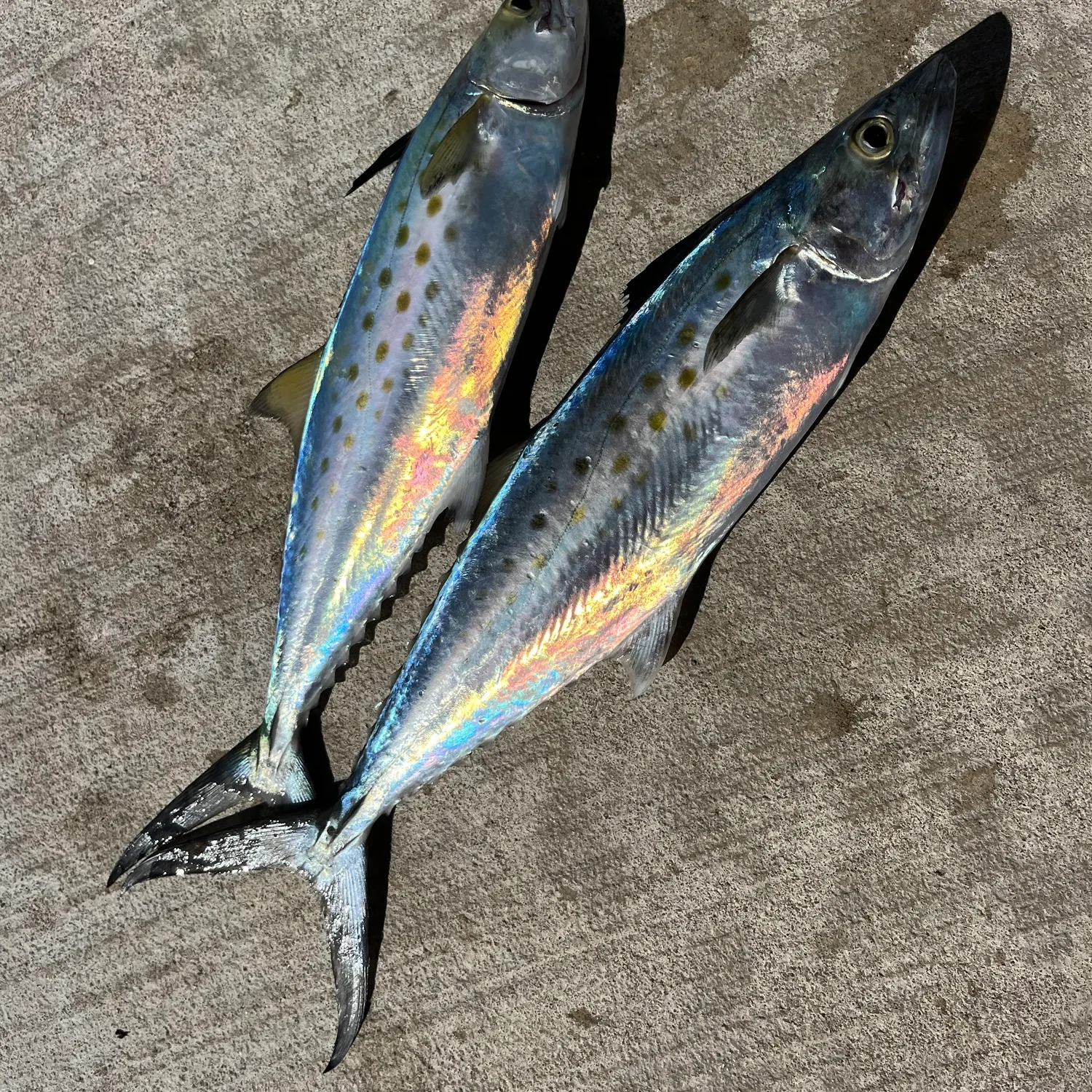 Spanish mackerel caught on Fishbrain