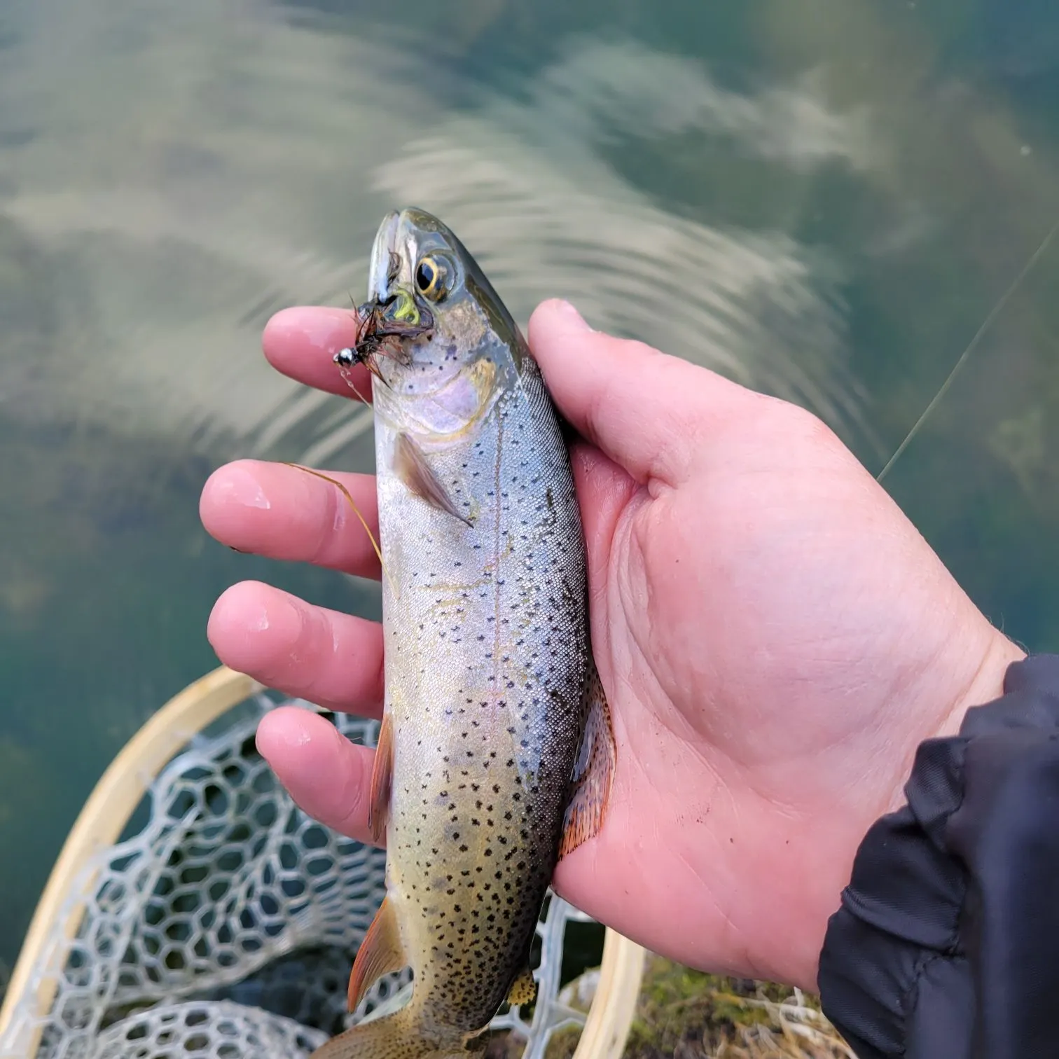 Cutthroat trout caught on Fishbrain