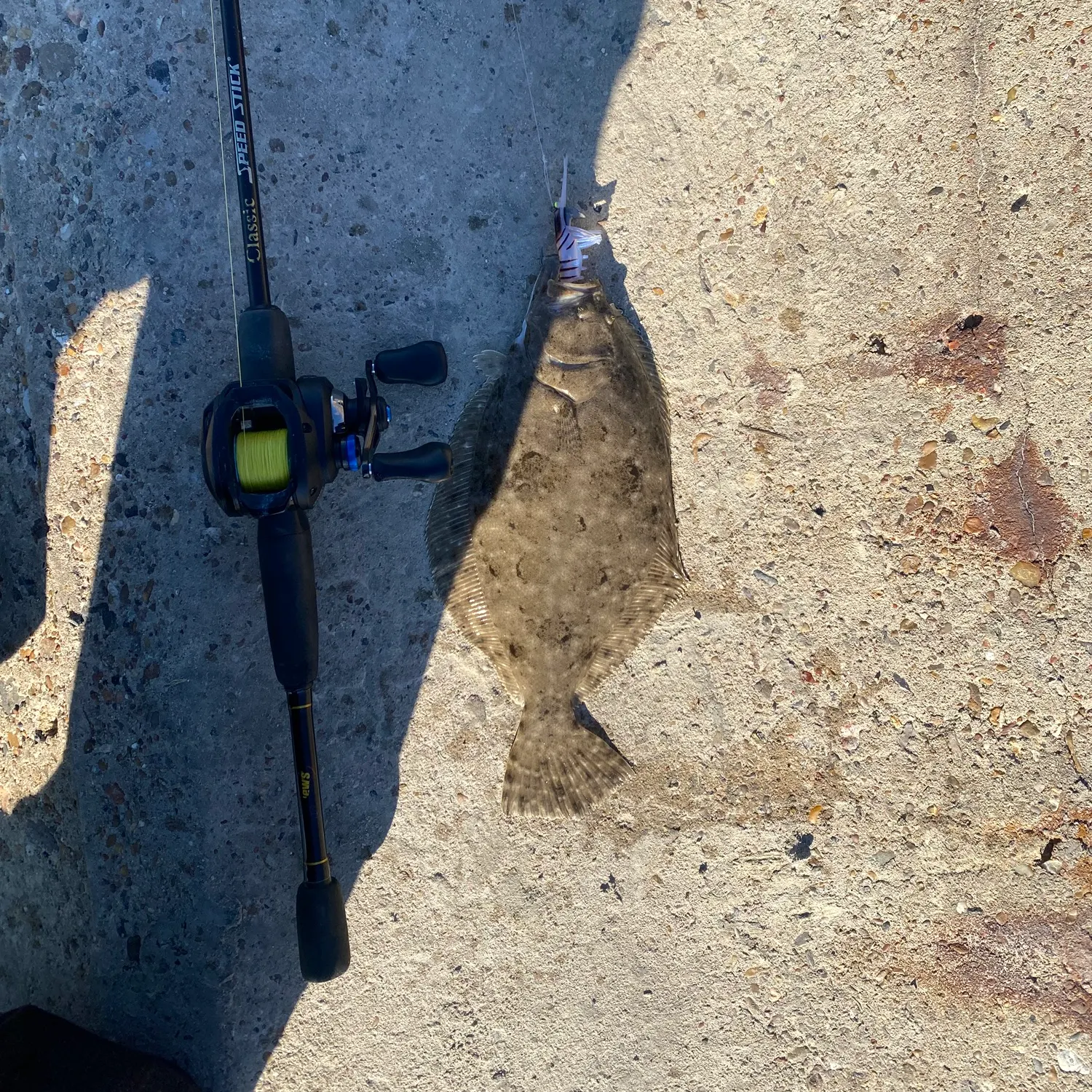 The most recent Southern flounder catches on Fishbrain