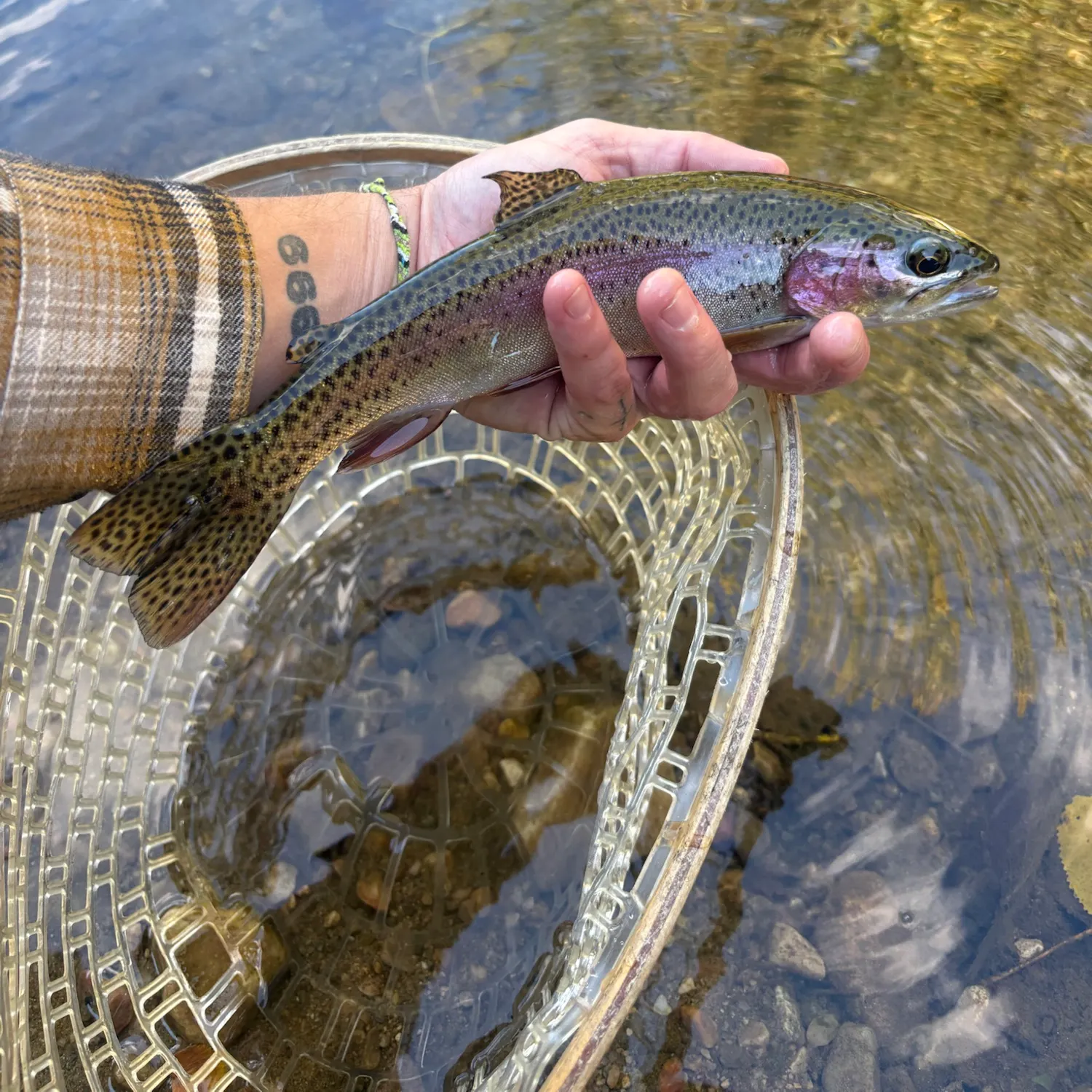 Rainbow trout caught on Fishbrain