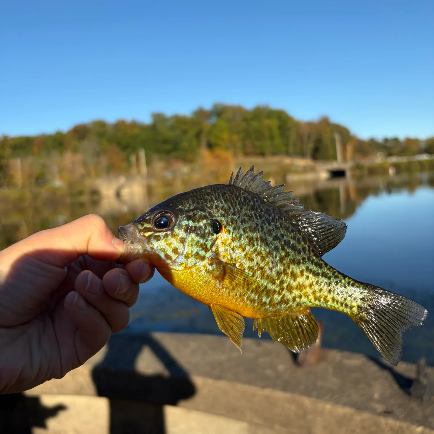 Pumpkinseed caught on Fishbrain
