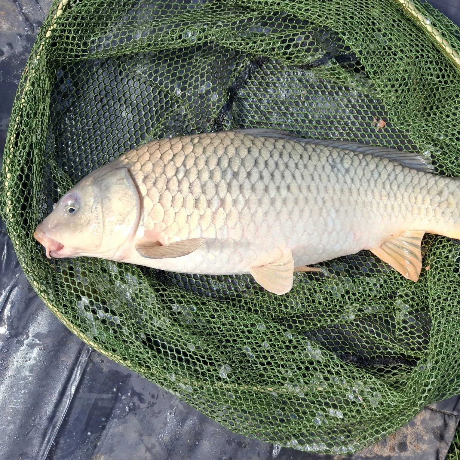 Common carp caught on Fishbrain