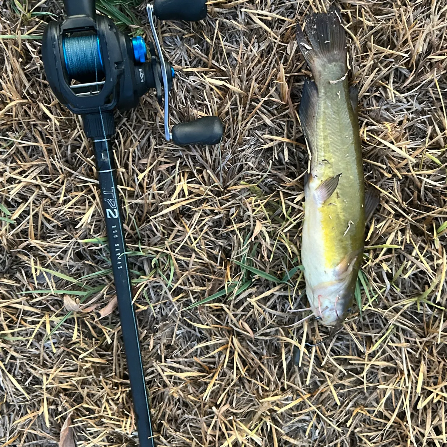 Yellow bullhead caught on Fishbrain