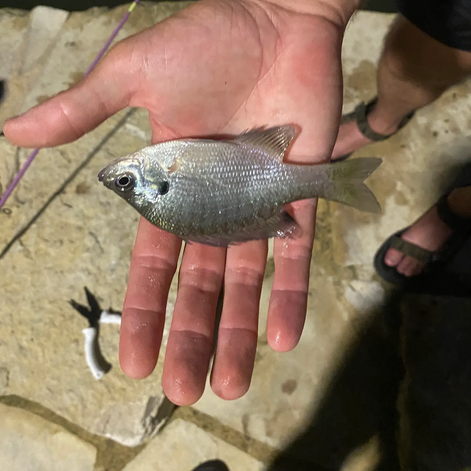 Bluegill caught on Fishbrain