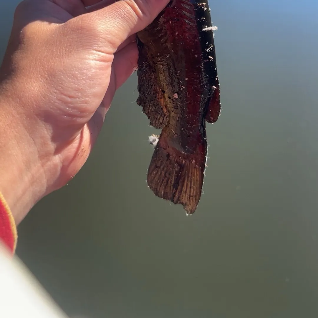 Black bullhead caught on Fishbrain