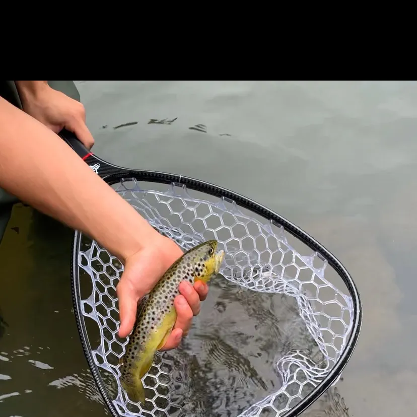 Brown trout caught on Fishbrain