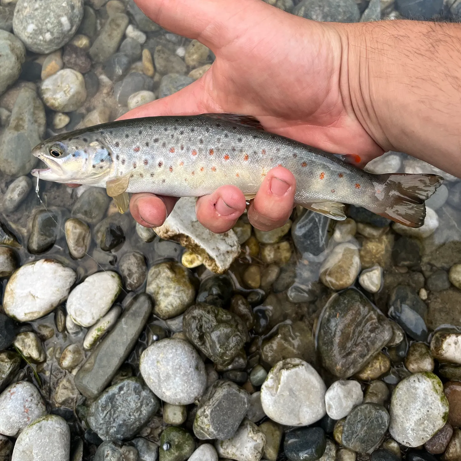 Fish caught on Fishbrain