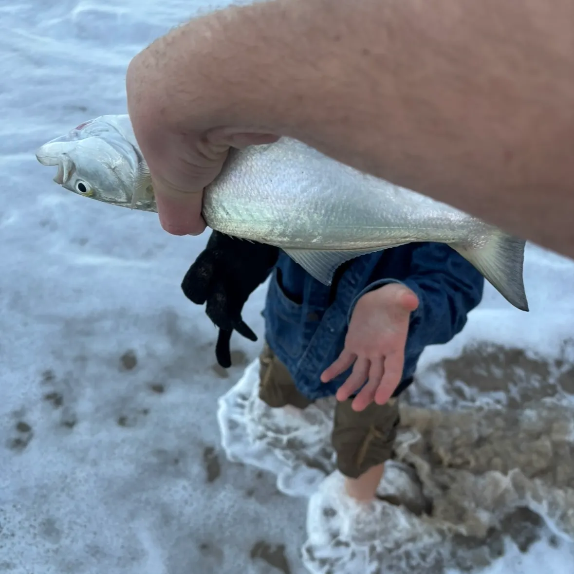 Bluefish caught on Fishbrain