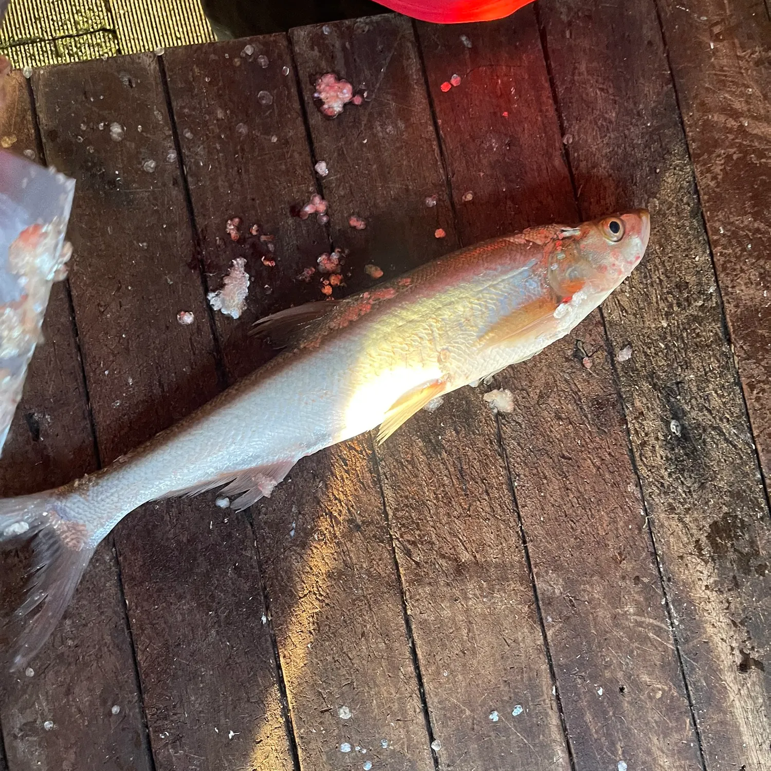 The most recent Predatory carp catches on Fishbrain