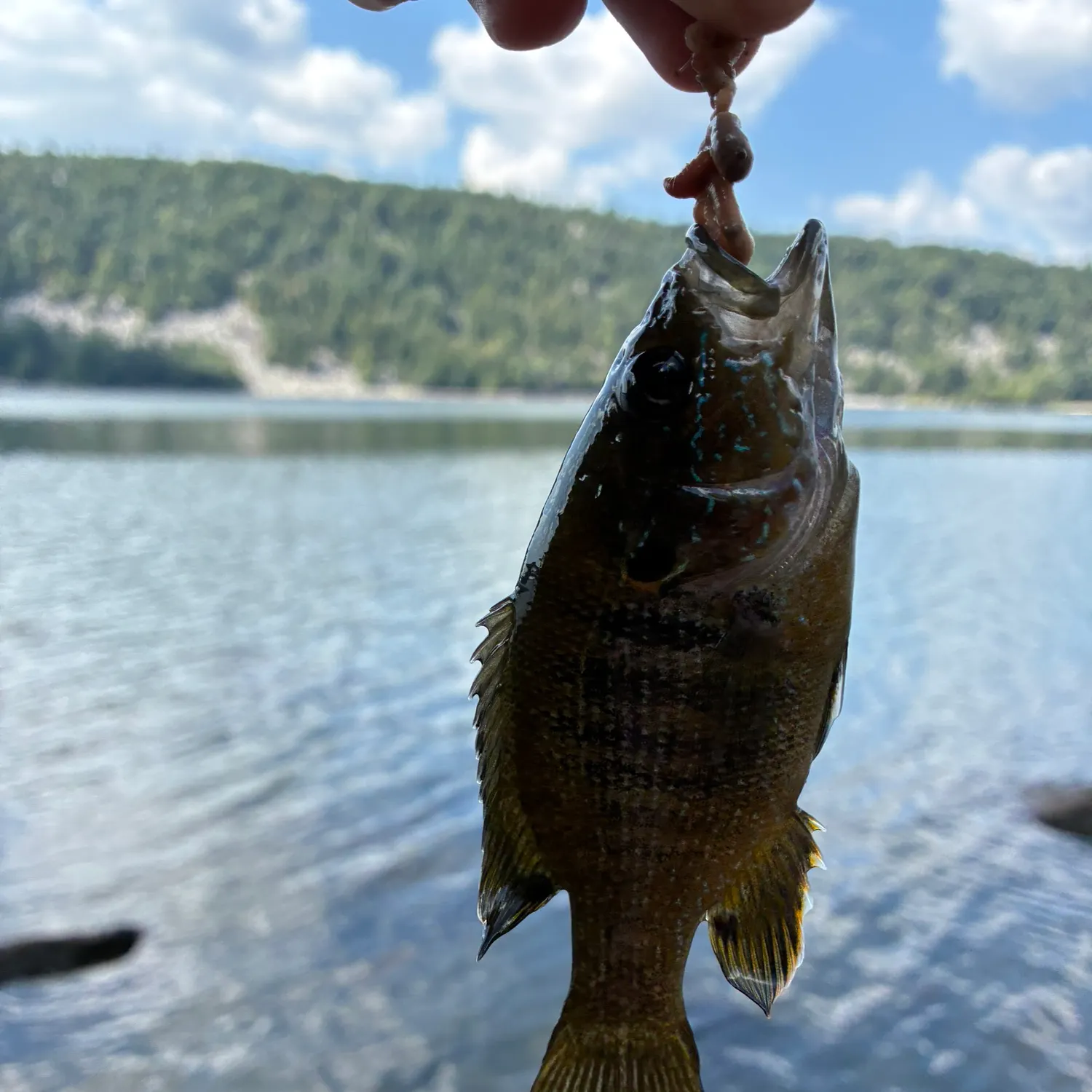 Green sunfish caught on Fishbrain