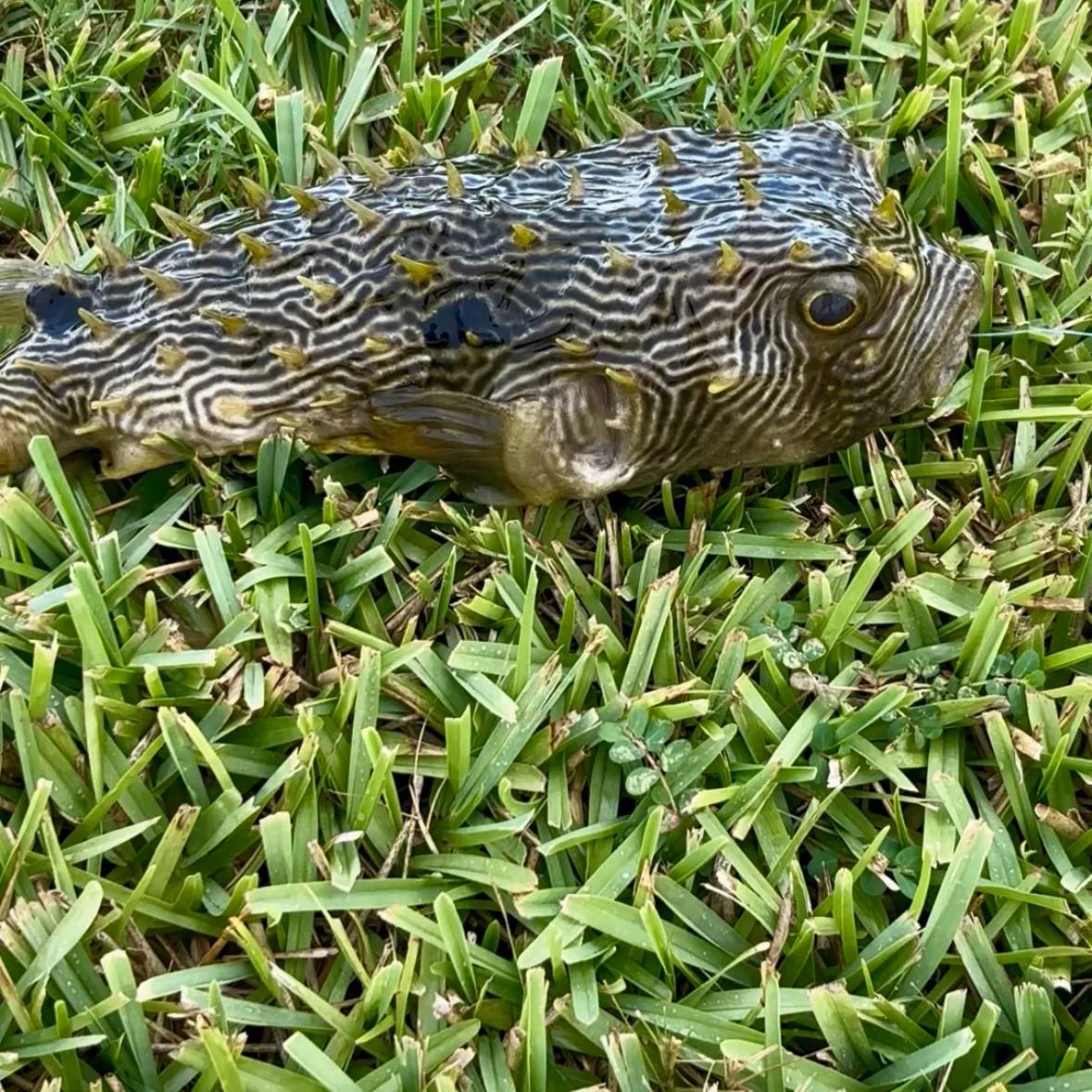 The most recent Striped burrfish catches on Fishbrain