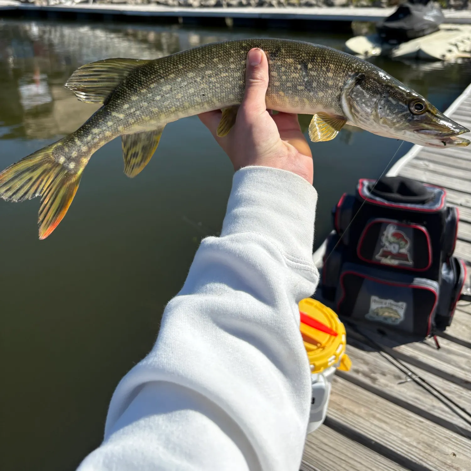 Northern pike caught on Fishbrain