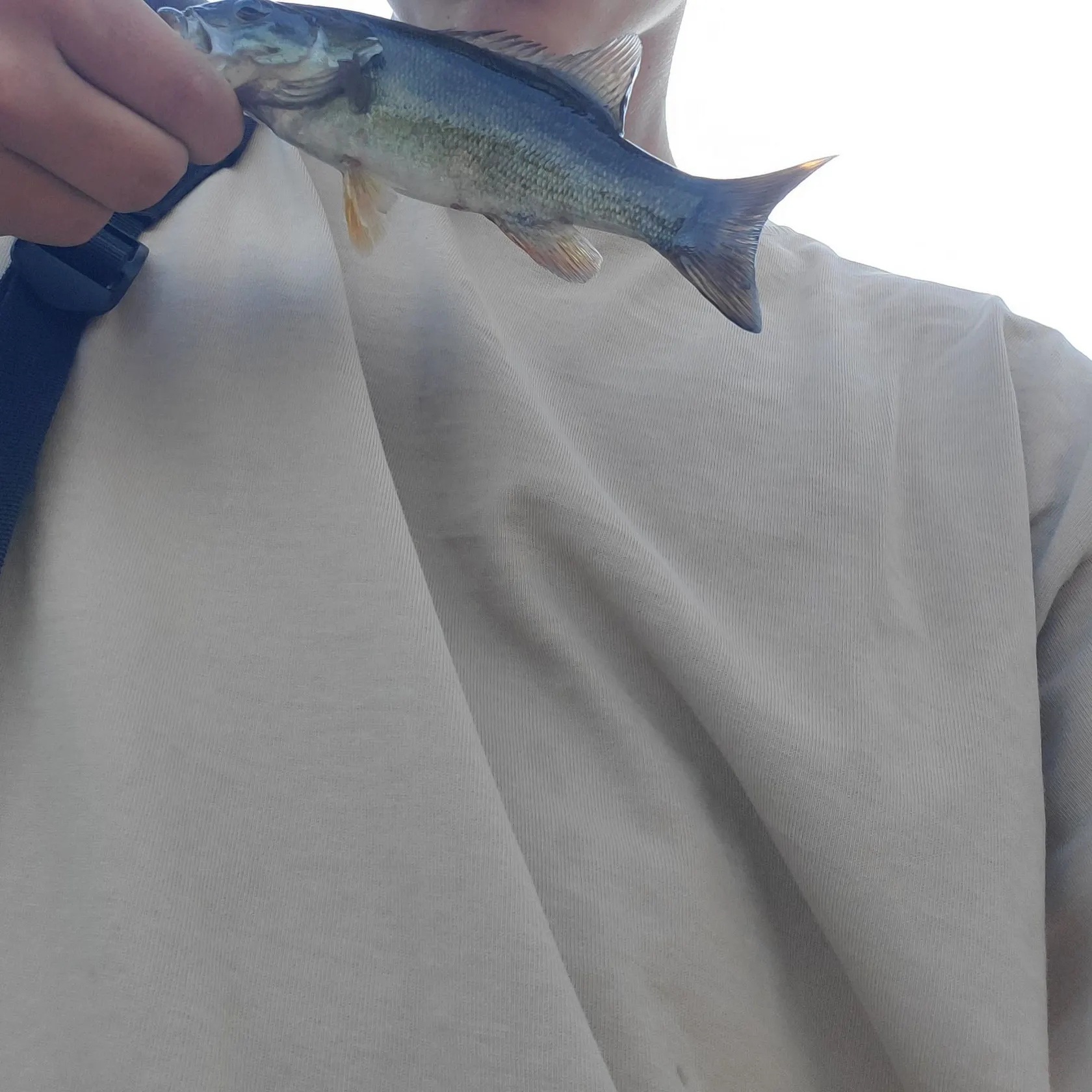 The most recent Smallmouth bass catches on Fishbrain