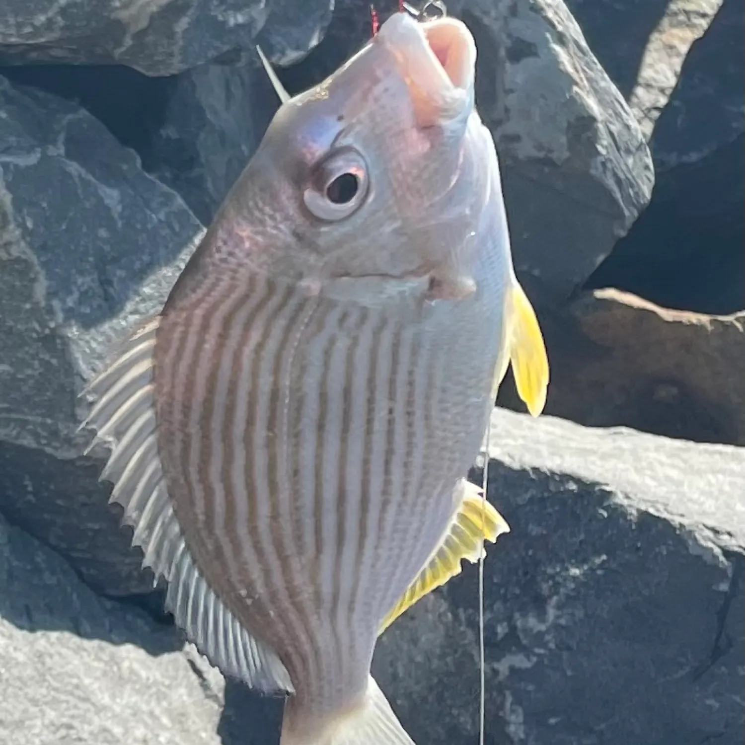 angler catch