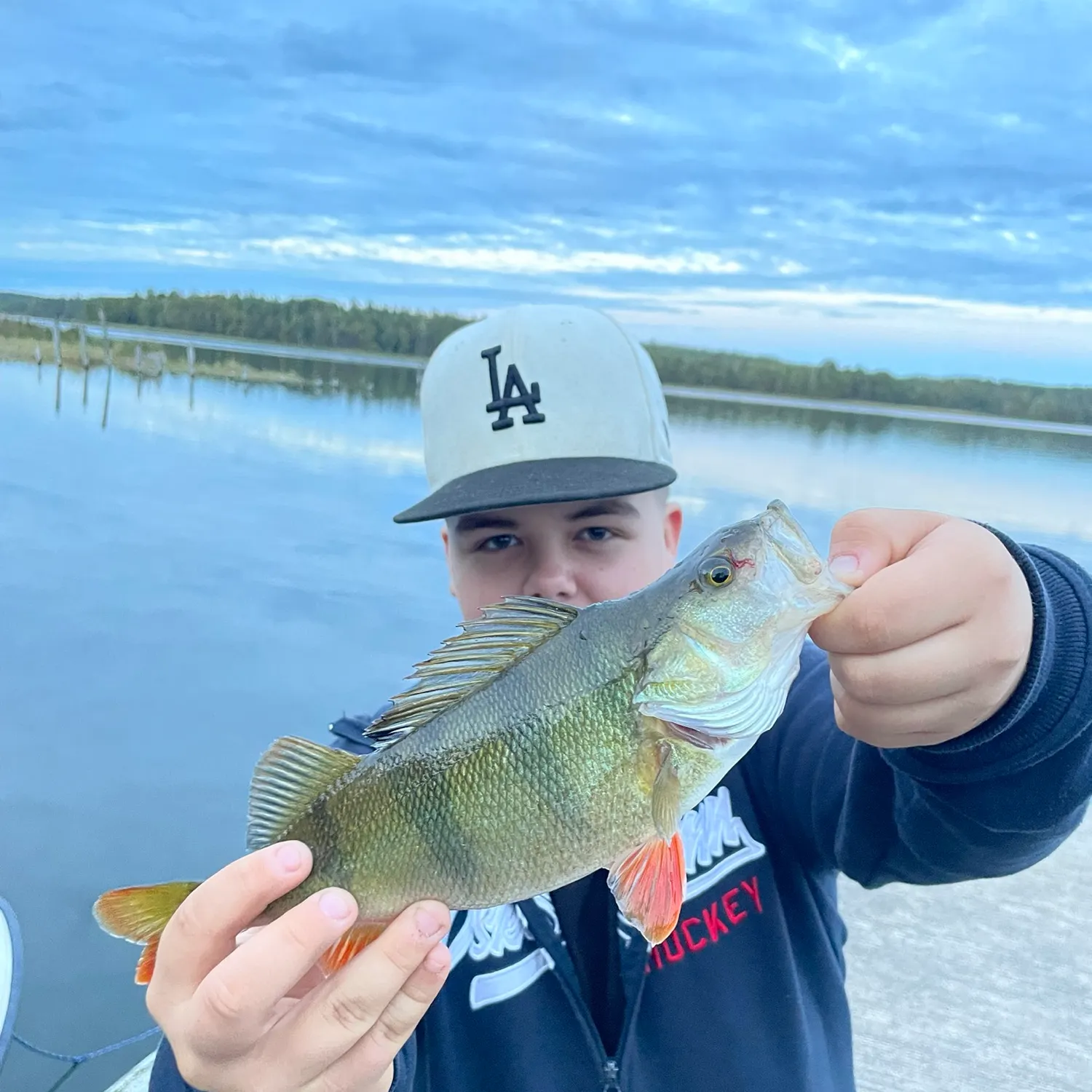 European perch caught on Fishbrain