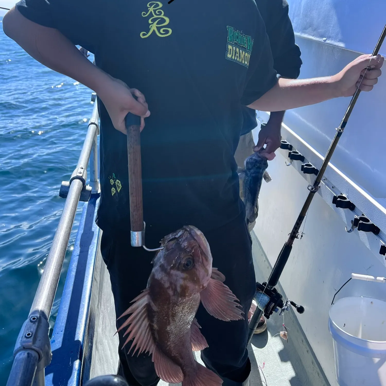 Copper rockfish caught on Fishbrain