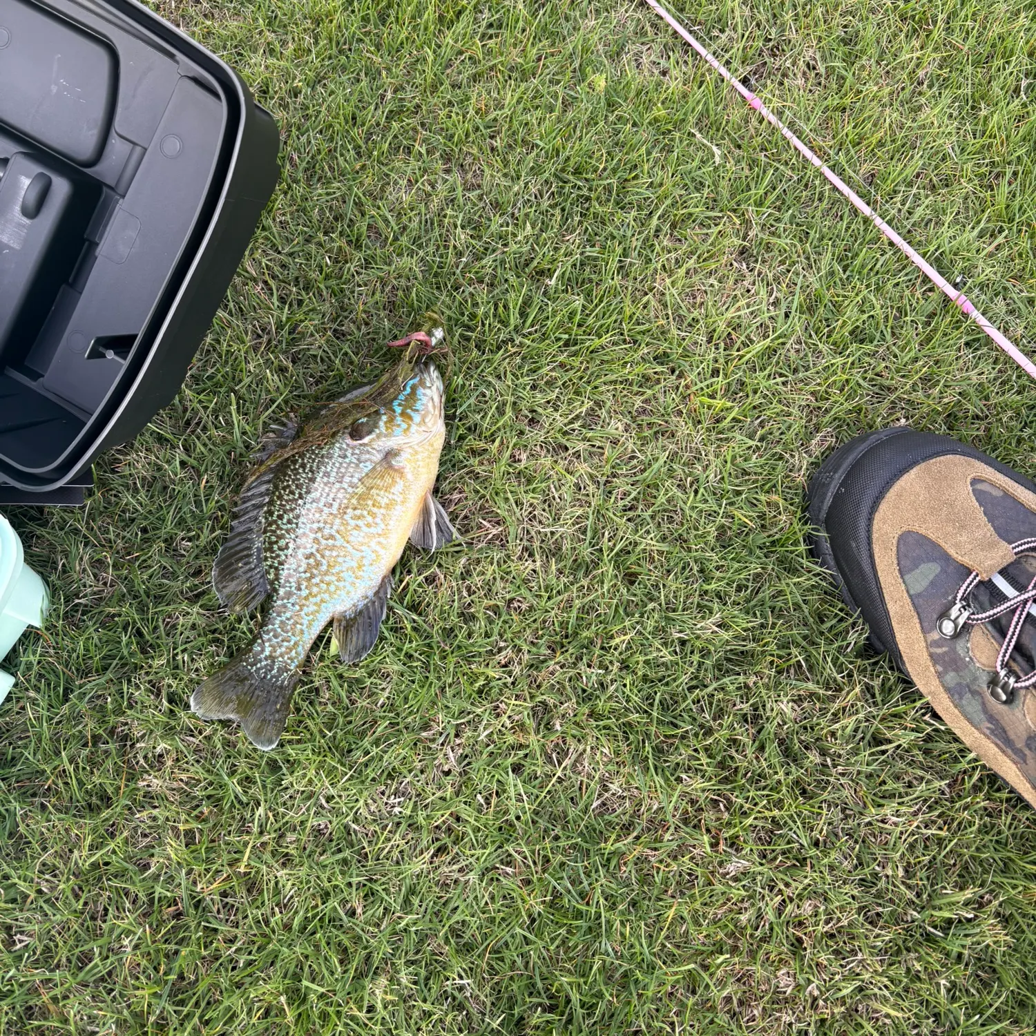 The most recent Greengill hybrid catches on Fishbrain