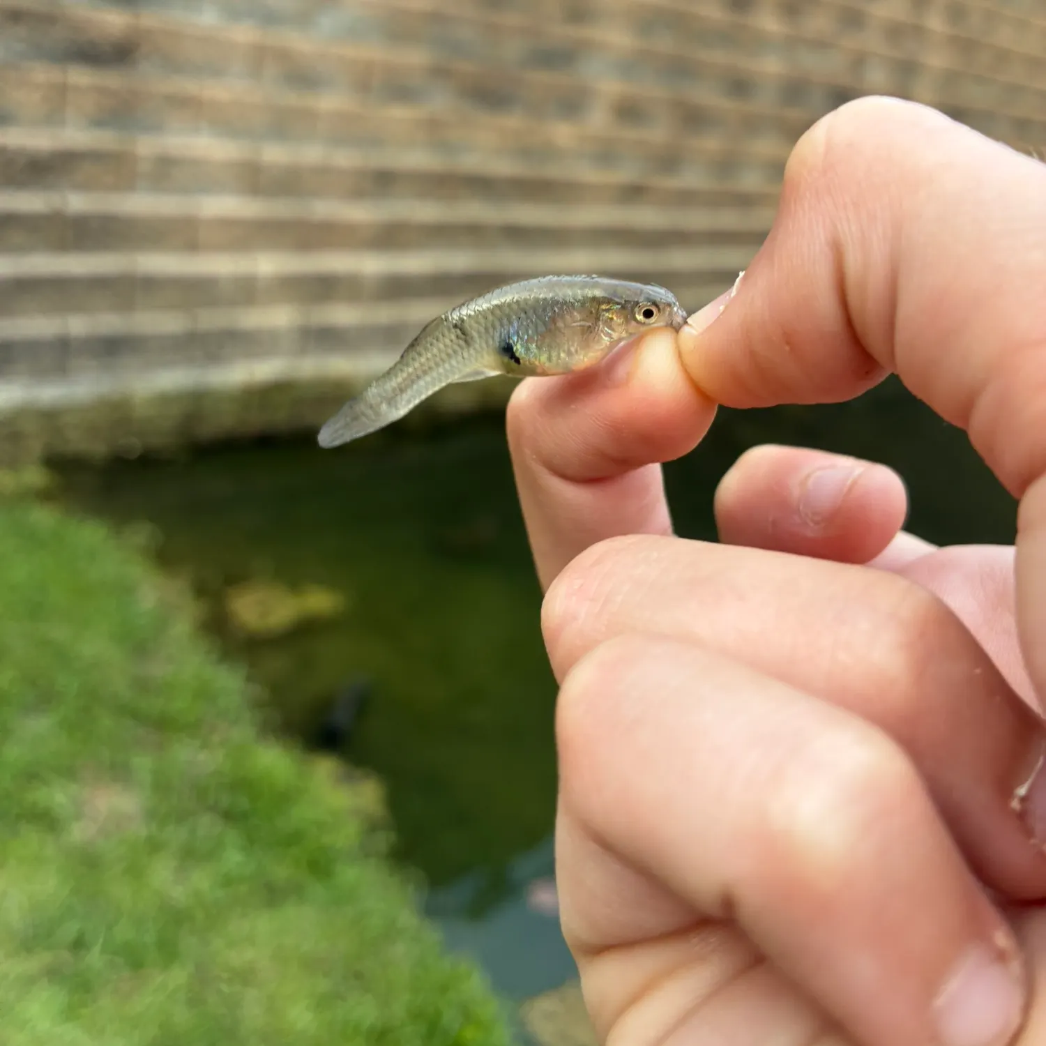 The most recent Eastern mosquitofish catches on Fishbrain
