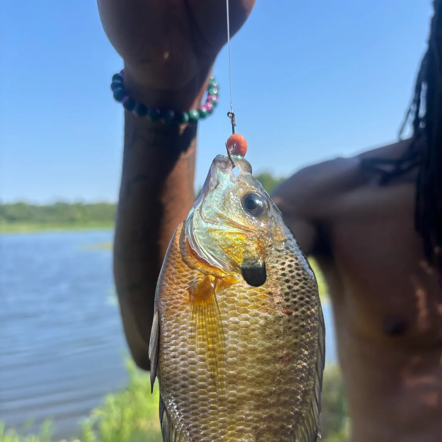 Bluegill caught on Fishbrain