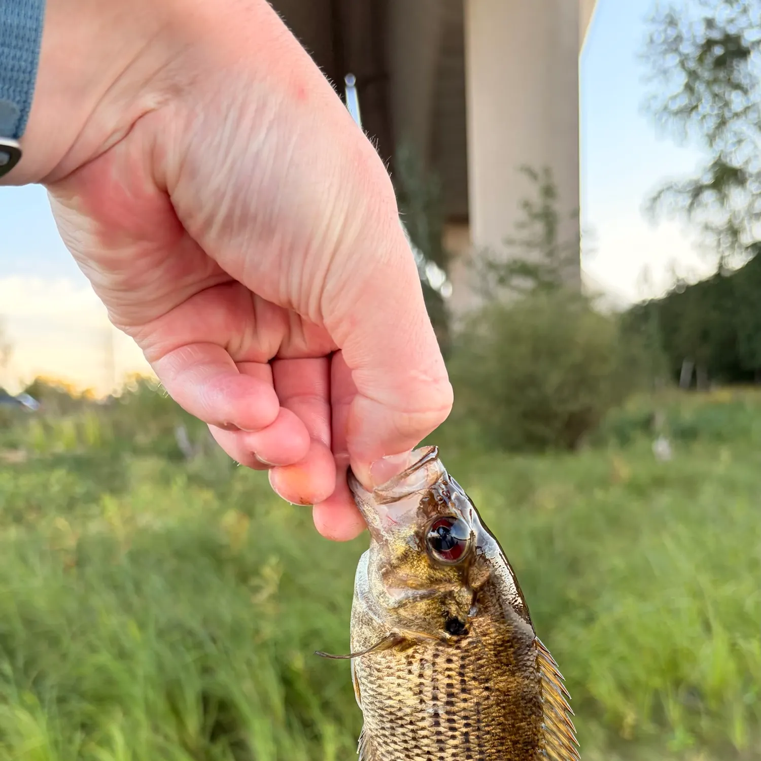 Rock bass caught on Fishbrain