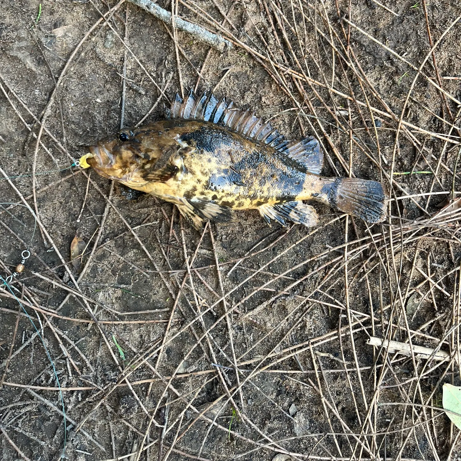 The most recent Bullrout catches on Fishbrain