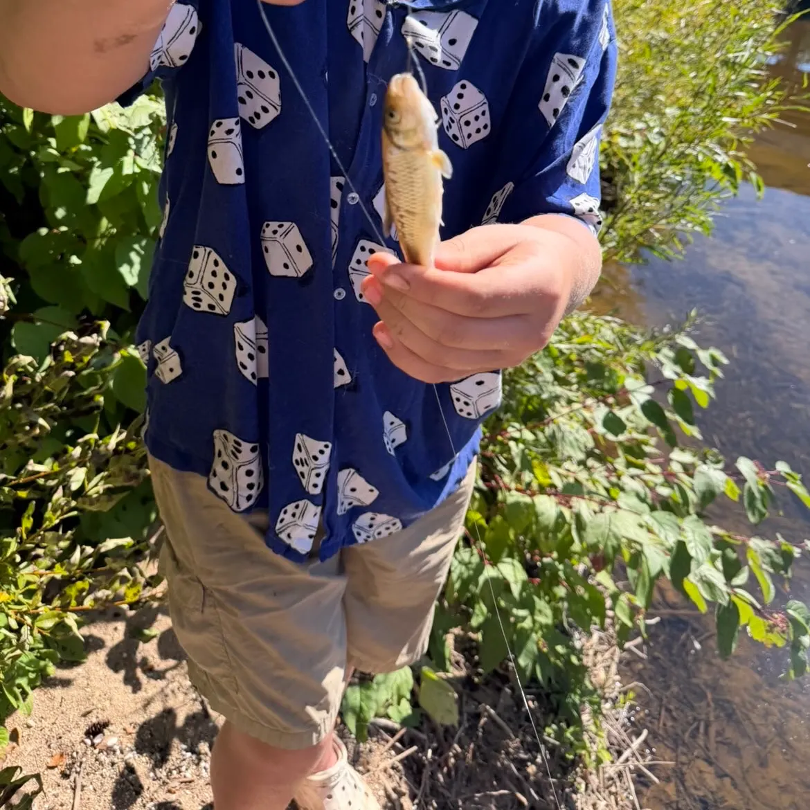 Common shiner caught on Fishbrain