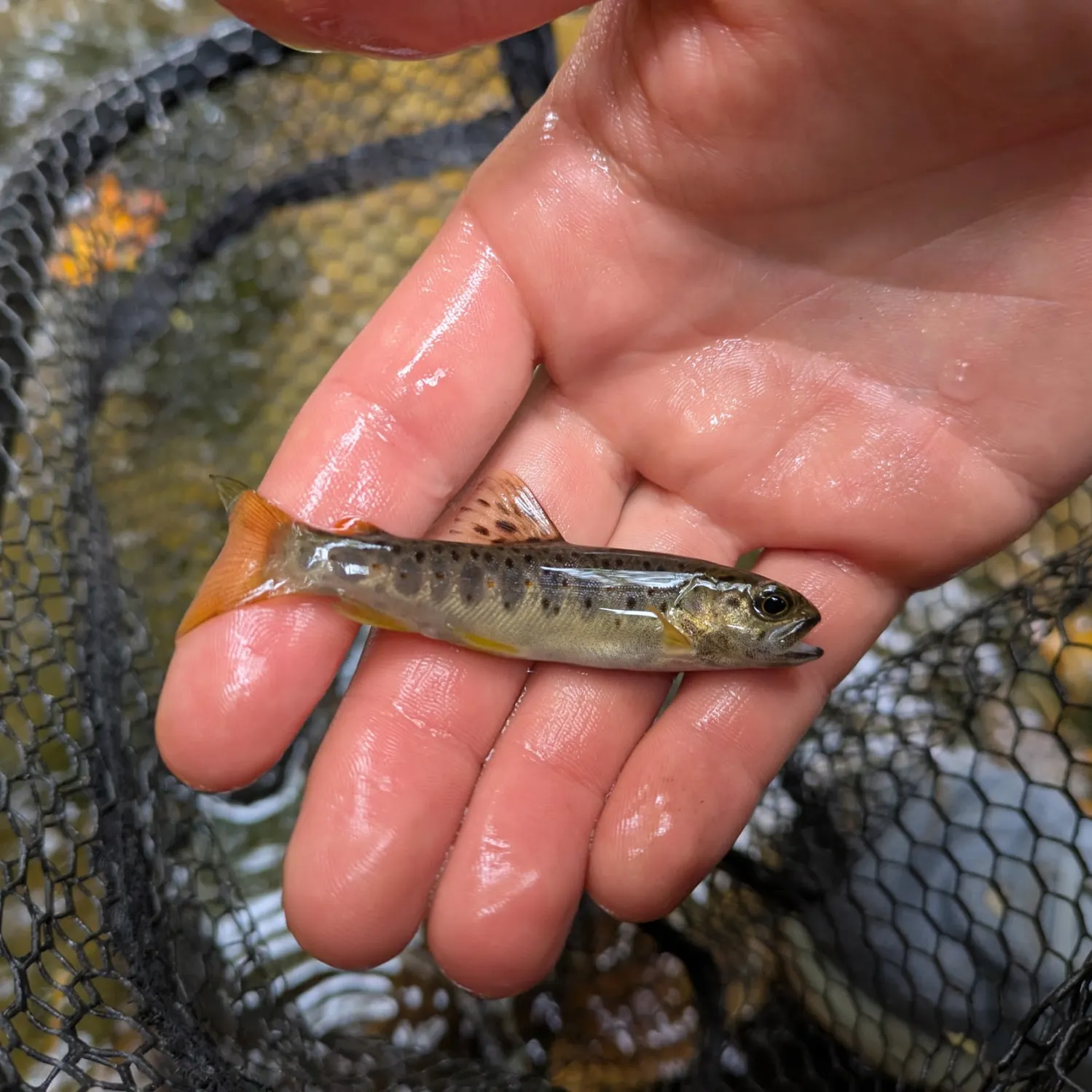 Brown trout caught on Fishbrain