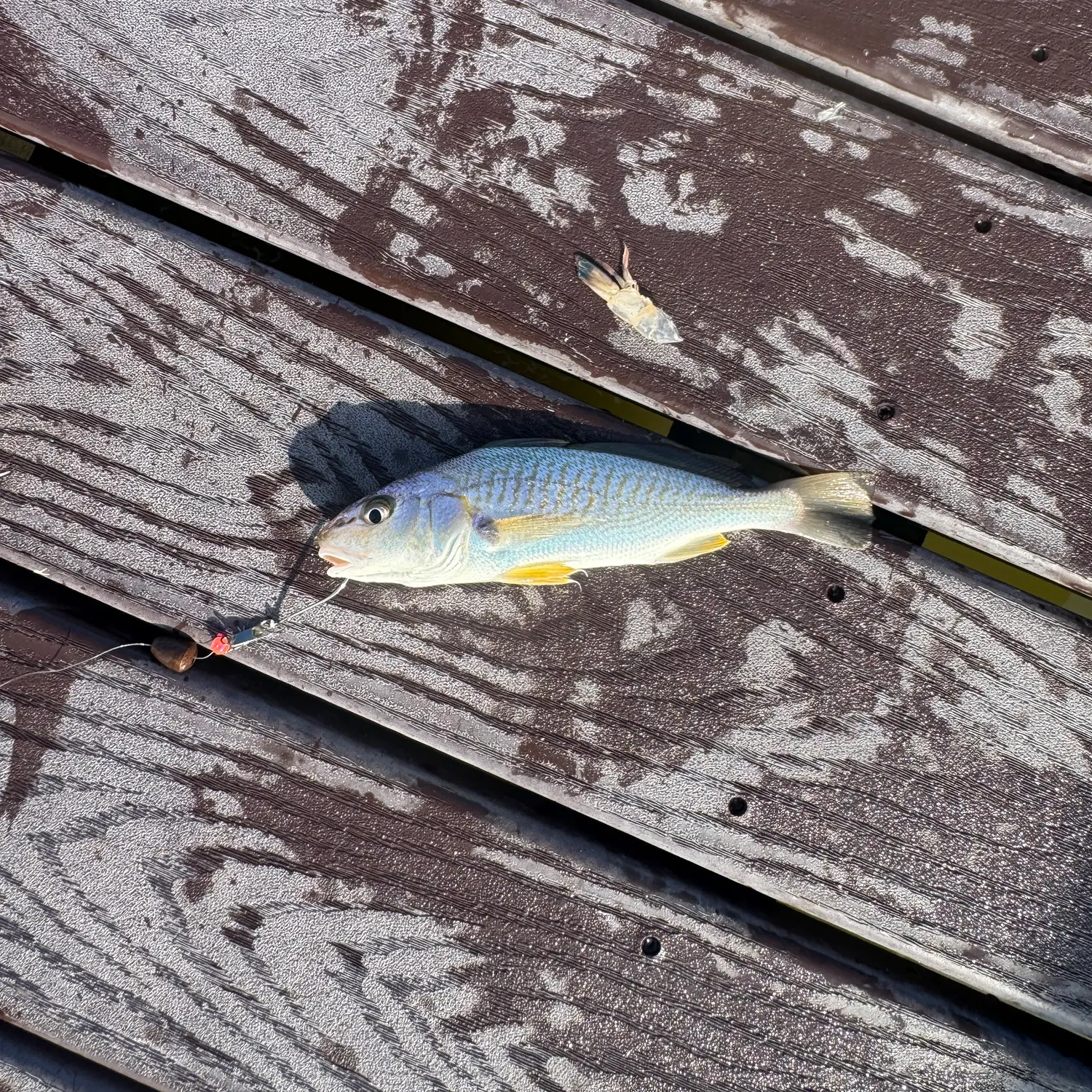 Atlantic croaker caught on Fishbrain