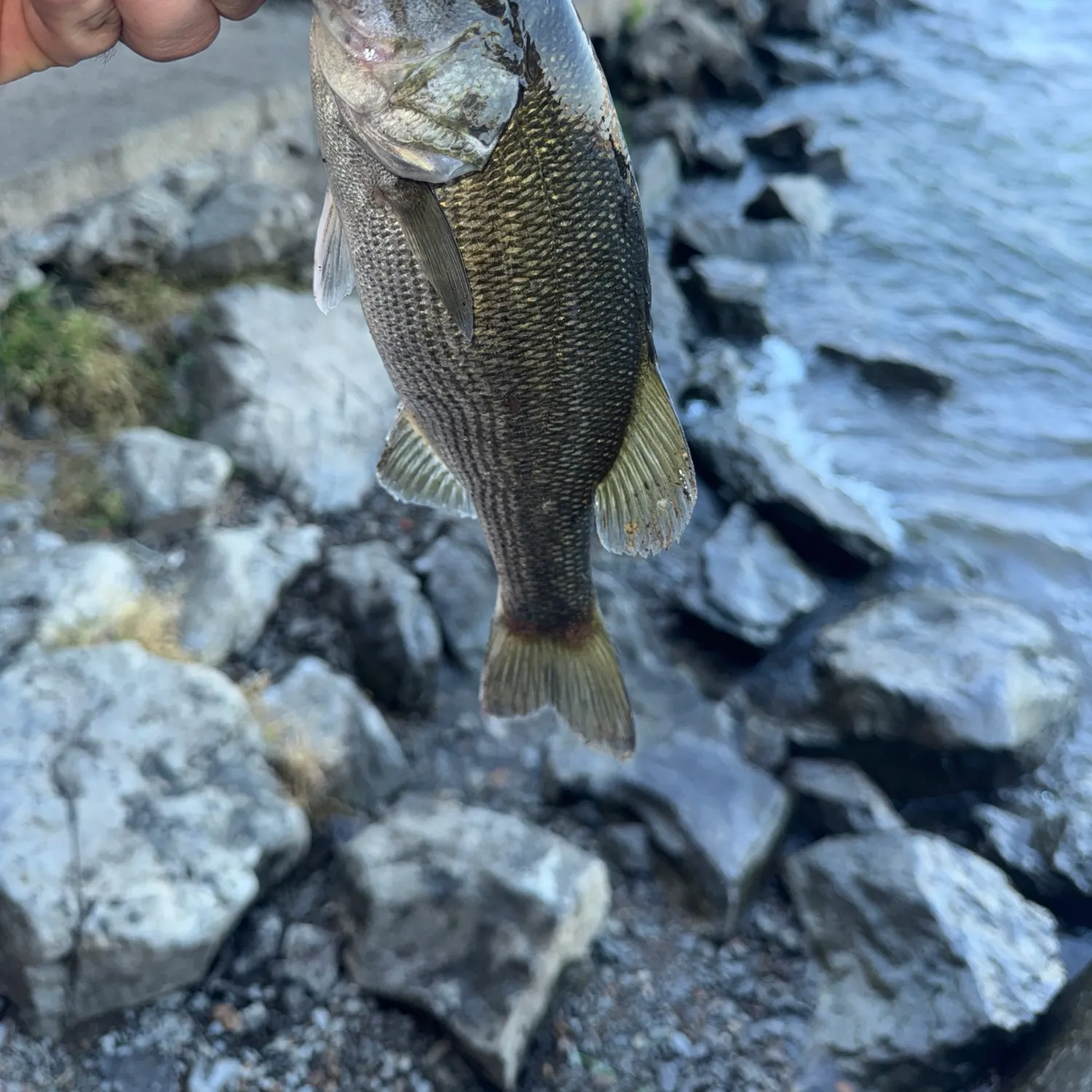 Spotted bass caught on Fishbrain