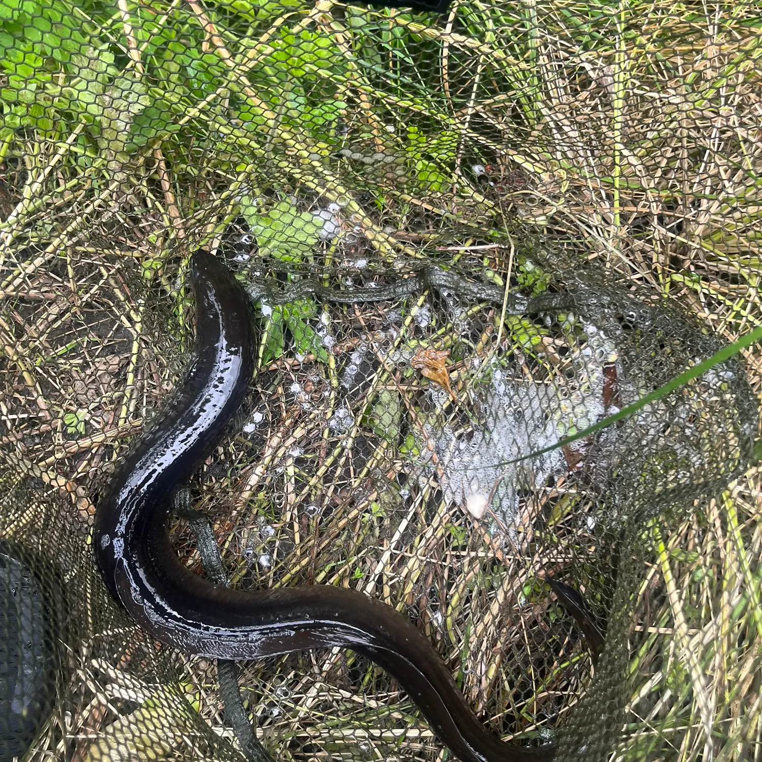 The most recent European eel catches on Fishbrain