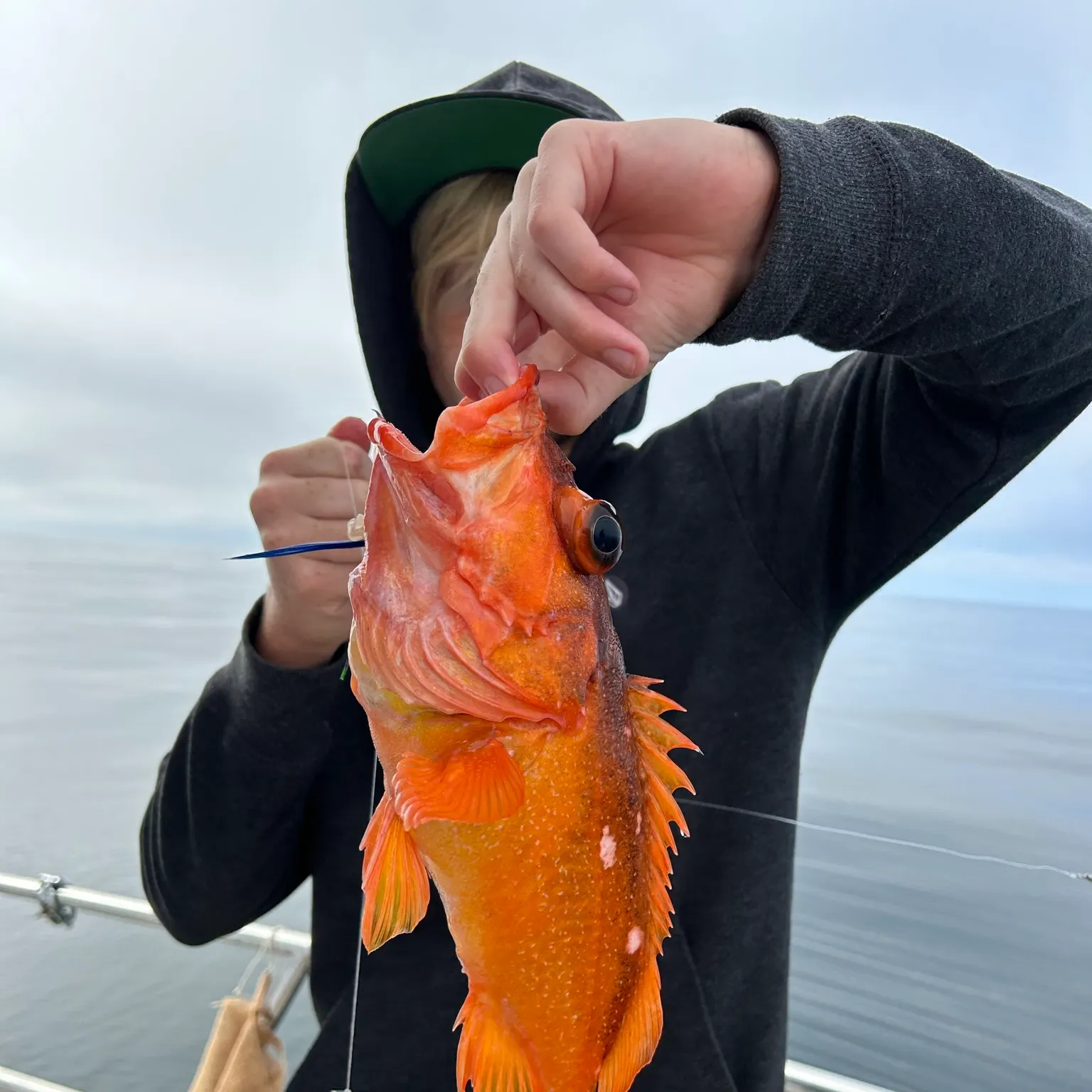The most recent Redstripe rockfish catches on Fishbrain