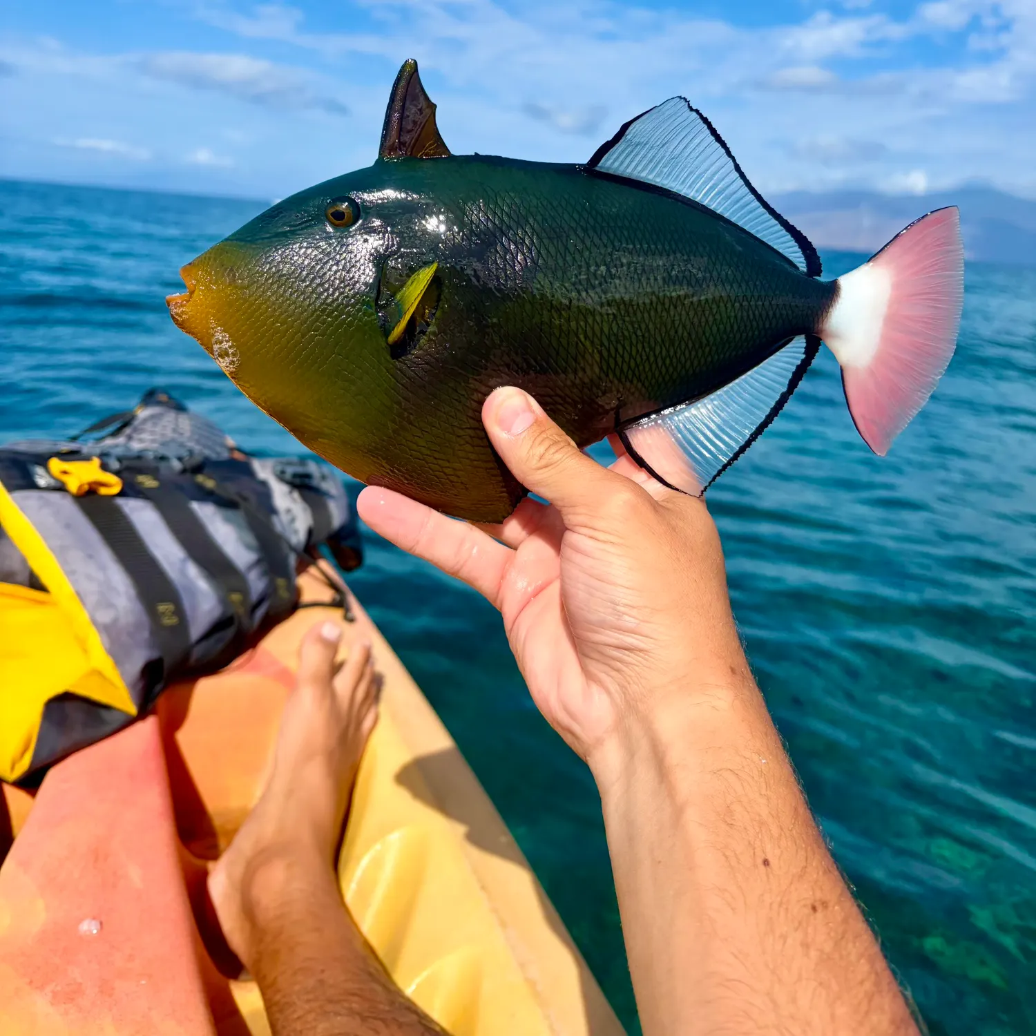 The most recent Pinktail triggerfish catches on Fishbrain