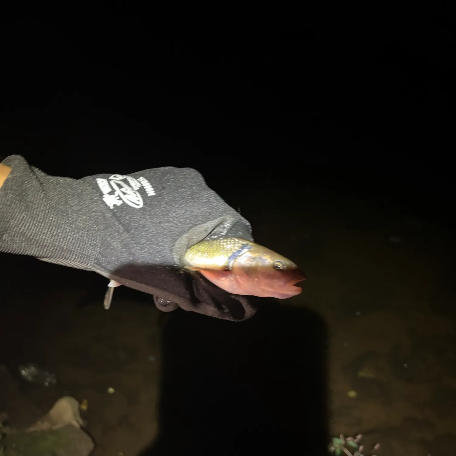 Hornyhead chub caught on Fishbrain