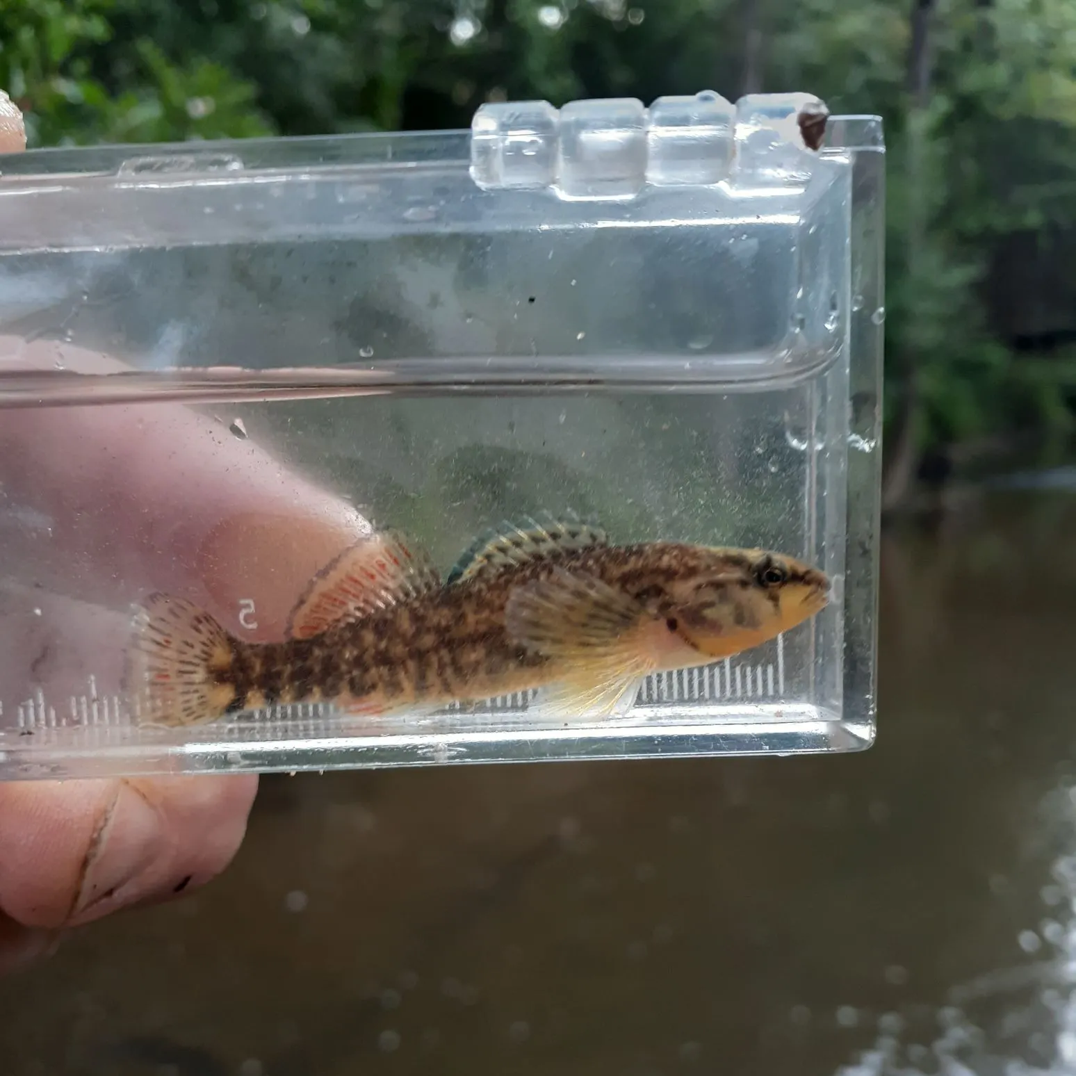 The most recent Rainbow darter catches on Fishbrain