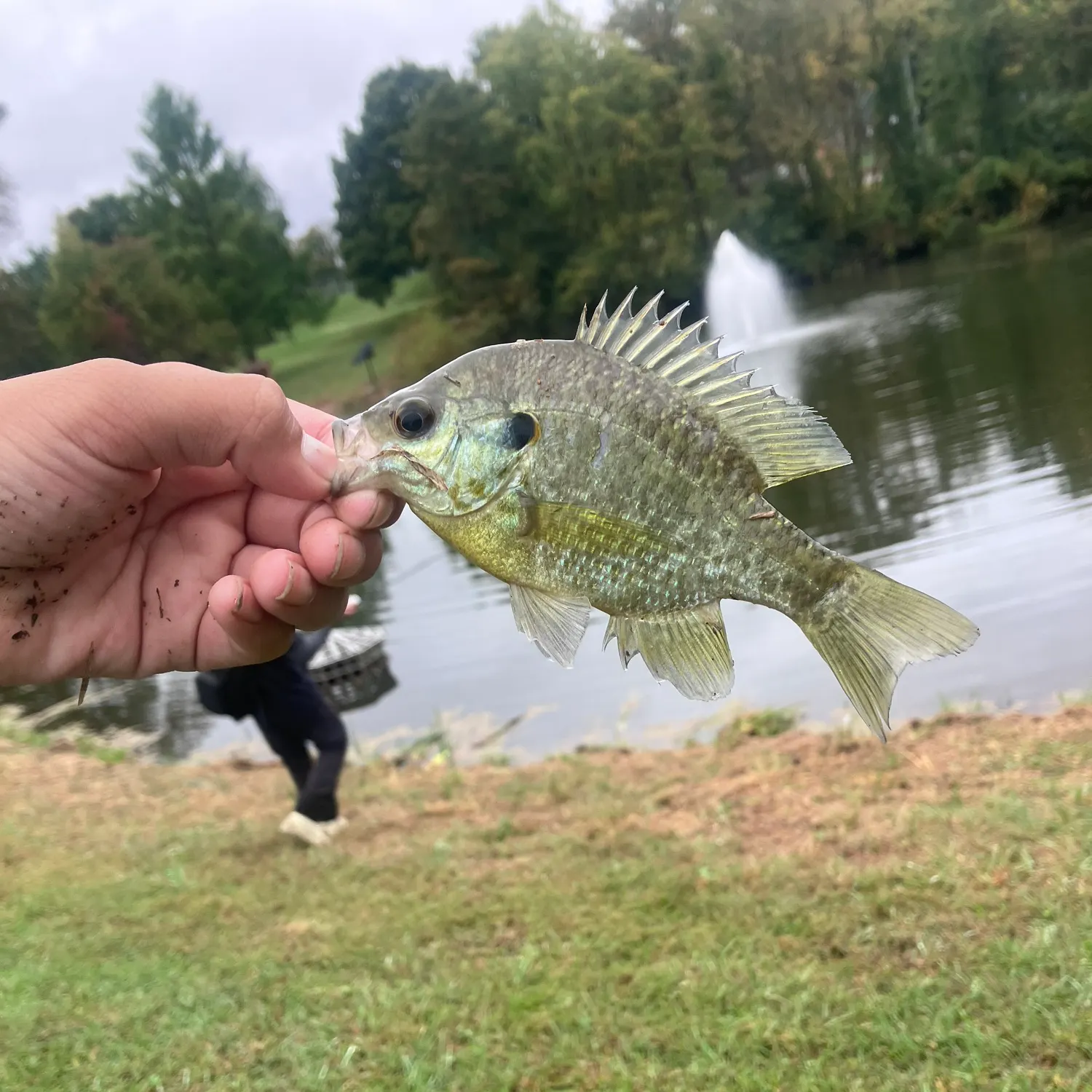 Redear sunfish caught on Fishbrain