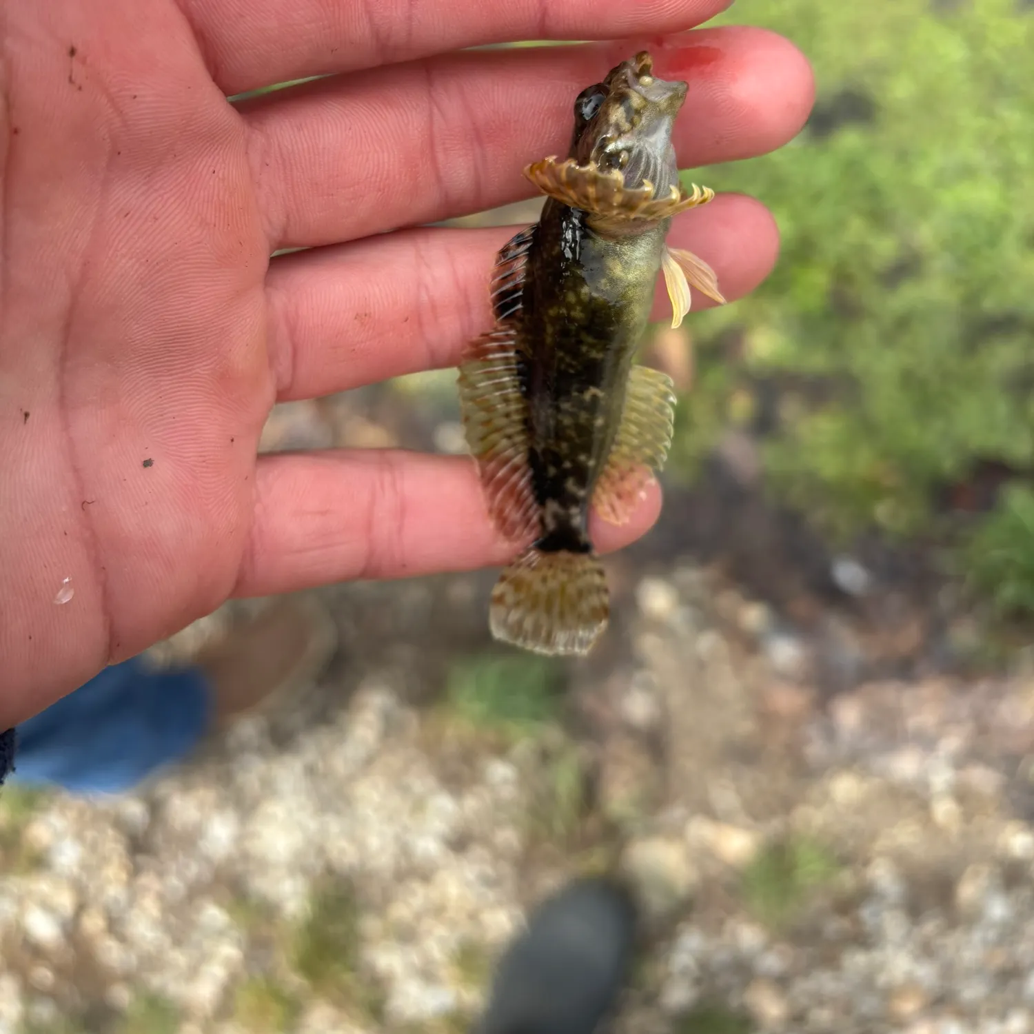 The most recent Mottled sculpin catches on Fishbrain