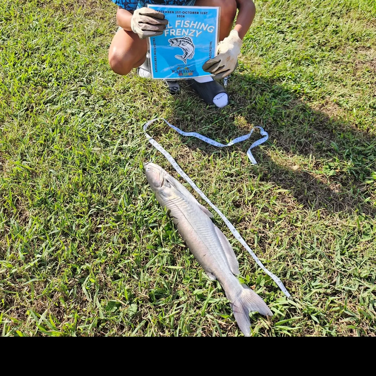 Channel catfish caught on Fishbrain