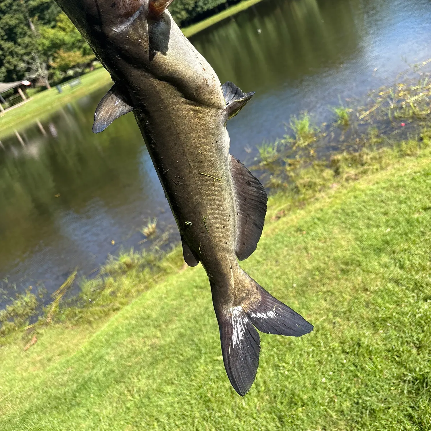 Channel catfish caught on Fishbrain