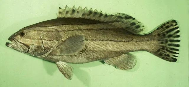 Striped grouper