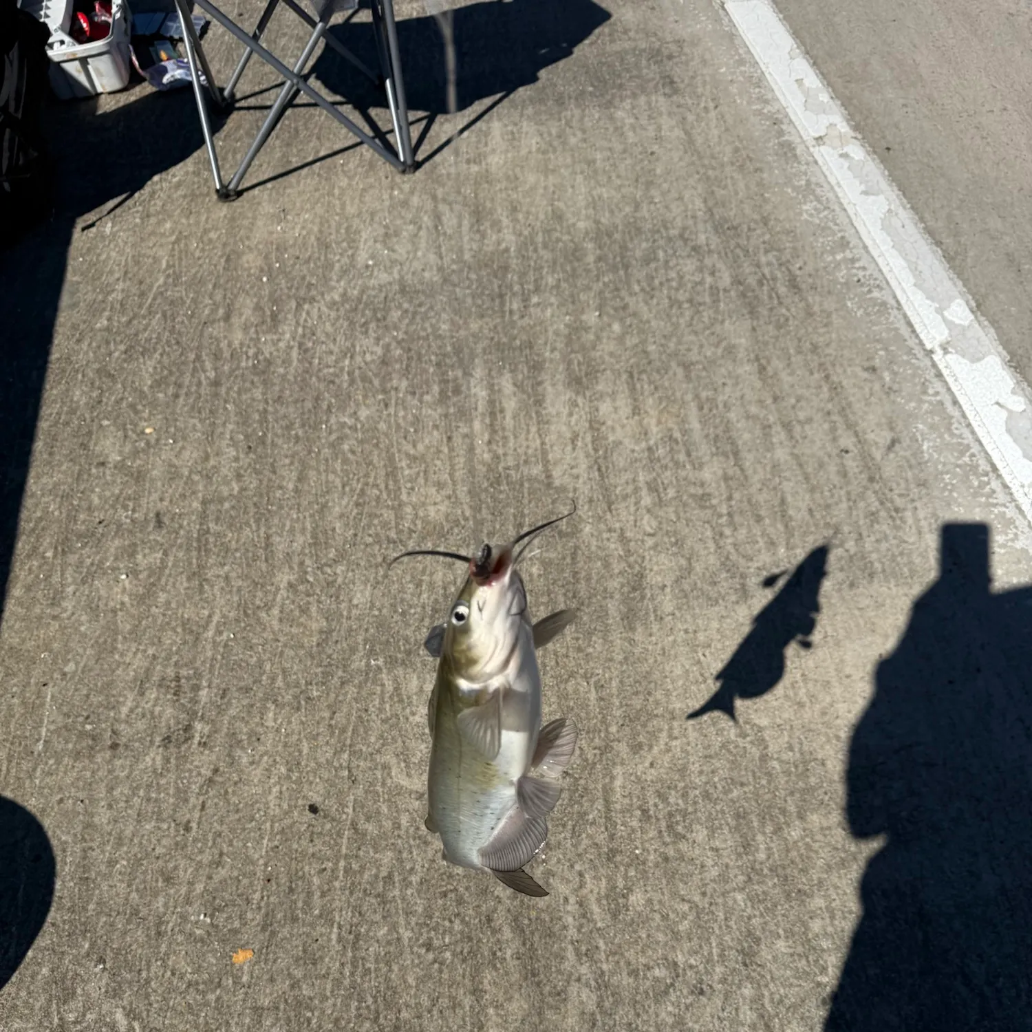 Blue catfish caught on Fishbrain