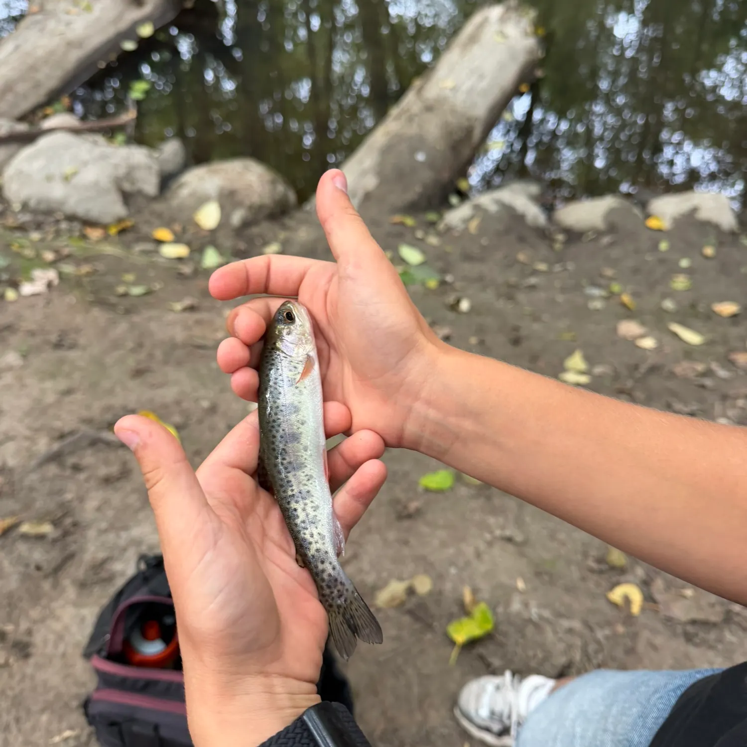 Cutthroat trout caught on Fishbrain