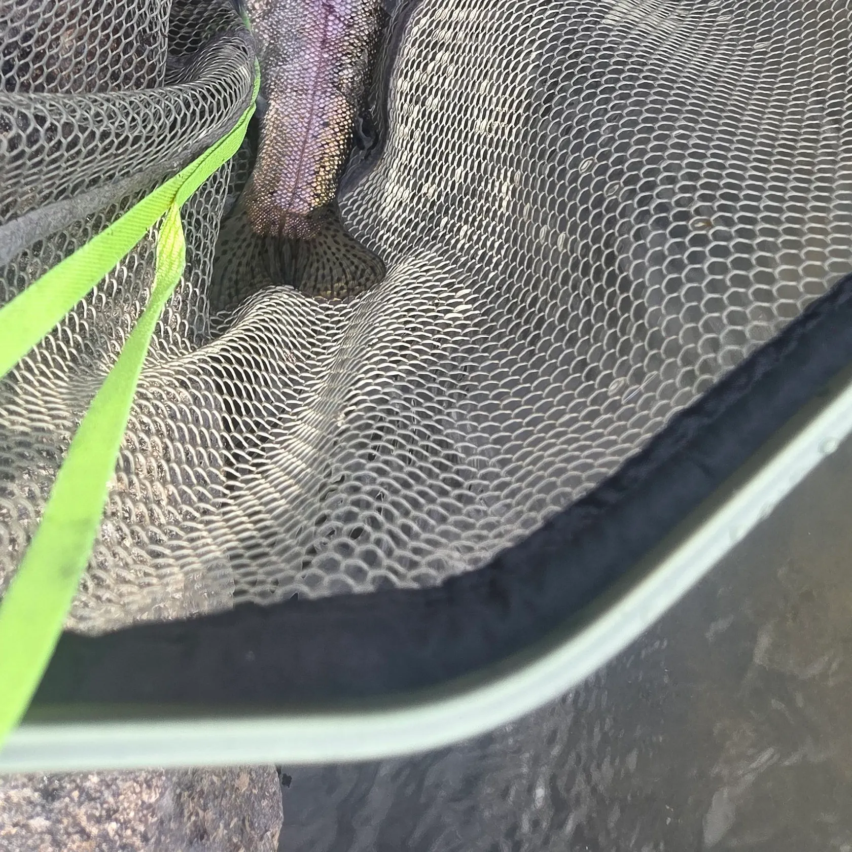 Rainbow trout caught on Fishbrain