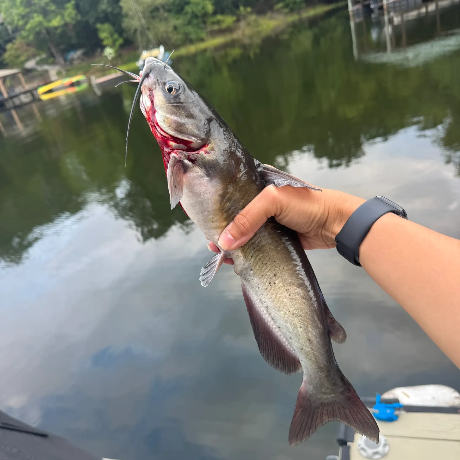 Channel catfish caught on Fishbrain