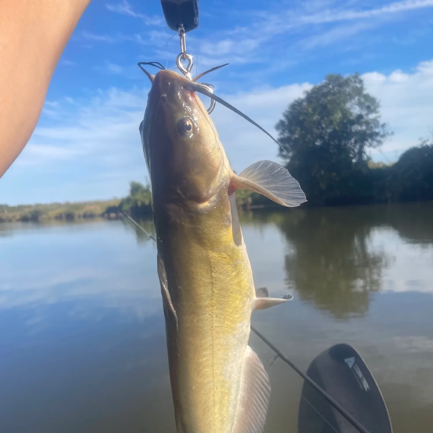 Channel catfish caught on Fishbrain