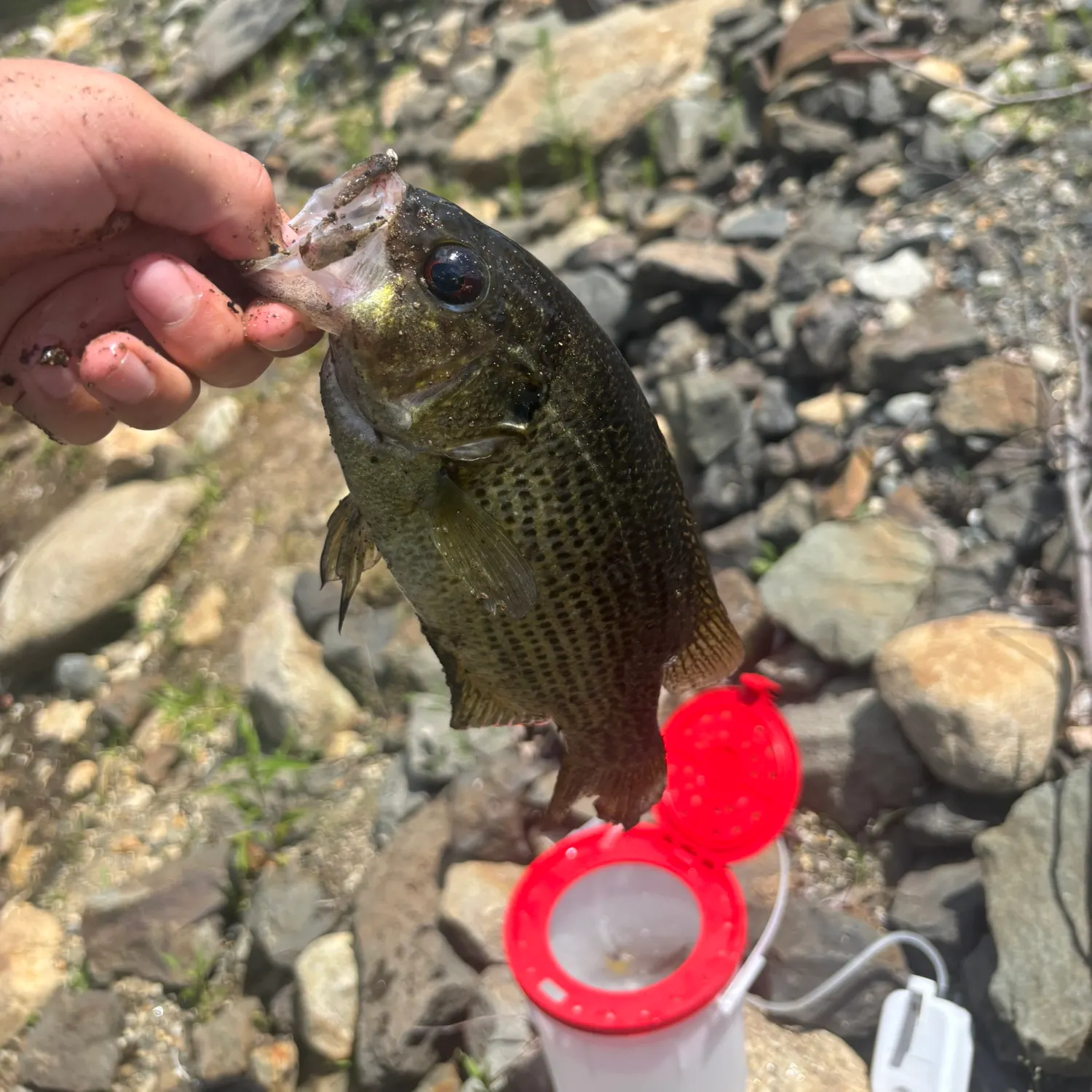 catch